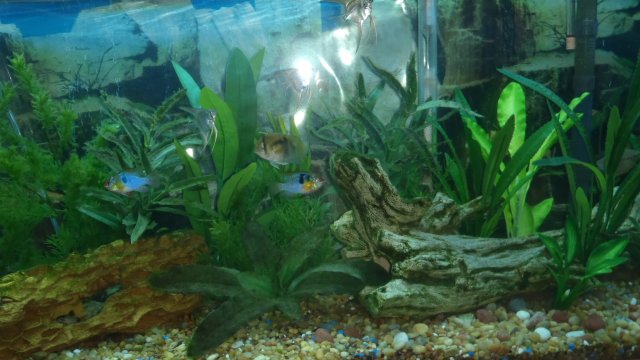 fishtank left side.jpg fishtank left side.jpg