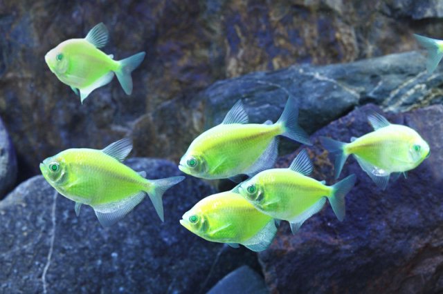 tetra glofish tetra glofish