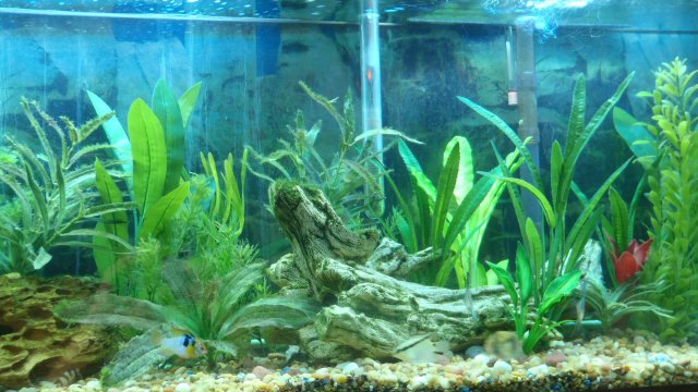 Tank pic 4.jpg