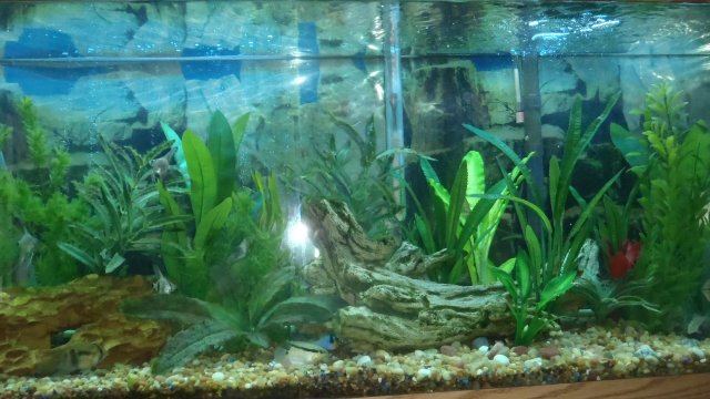 tank pic 11.jpg