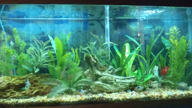 Tank pic1.jpg