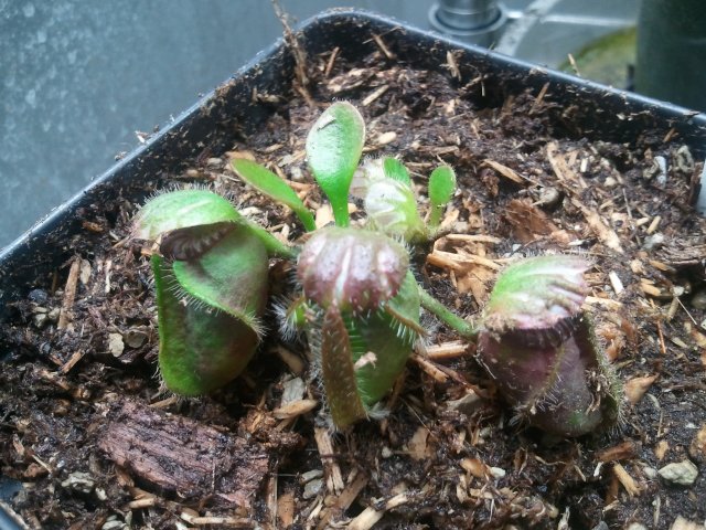 2012-02-12 19.42.37.jpg