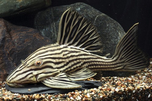 PLECO_L027_-_ROYAL_XINGU_LARGE.jpg PLECO_L027_-_ROYAL_XINGU_LARGE.jpg