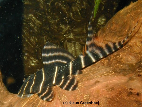 l204_pan.jpg l204_pan.jpg