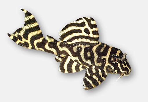 l-wels-tage_kaffebecher_2009_hypancistrus_sp_l333_l_333_spezial.jpg l-wels-tage_kaffebecher_2009_hypancistrus_sp_l333_l_333_spezial.jpg