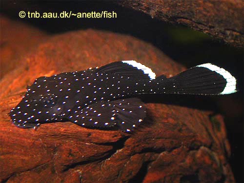 WhiteSeamPleco1.JPG WhiteSeamPleco1.JPG