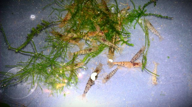 tiger shrimps.jpg