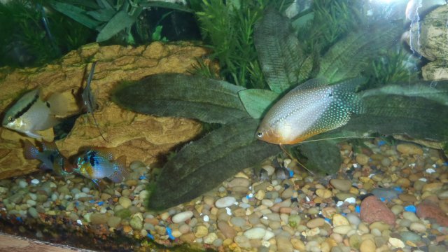 greatfishpic.JPG