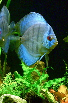 lunapic_132955331935878_21.jpg