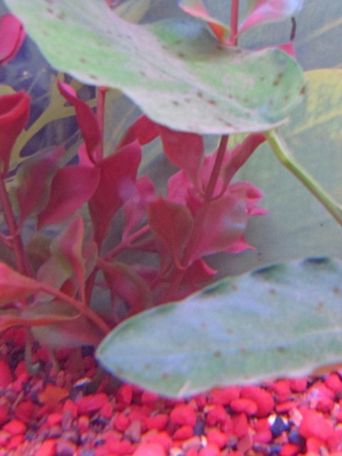 plant.jpg