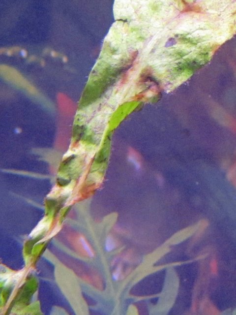 plant2.jpg