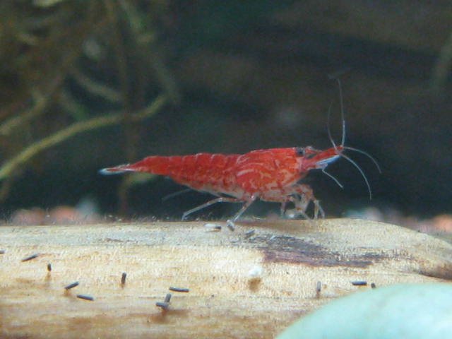 IMG_1541.JPG