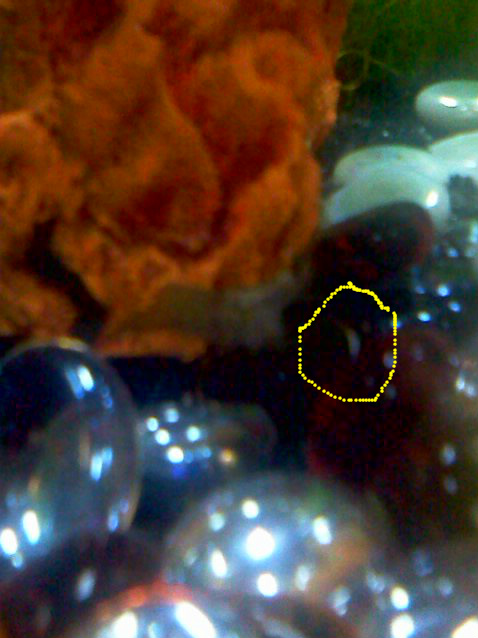 shrimp3.jpg