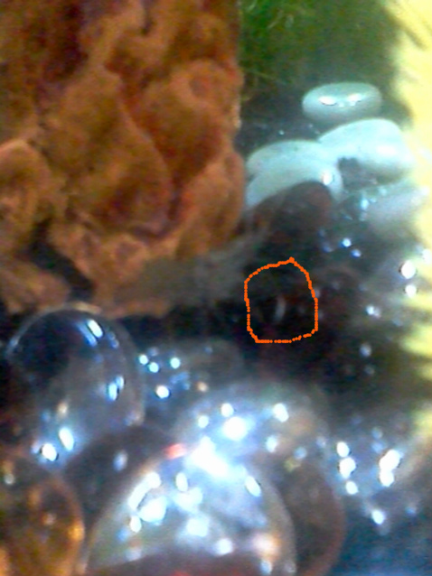 shrimp 2.jpg
