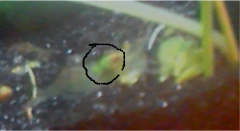 shrimp1.jpg