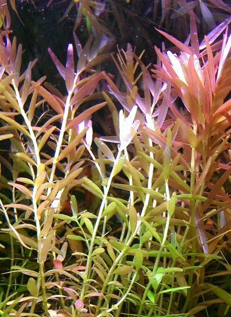 Rotala rotundiola.jpg