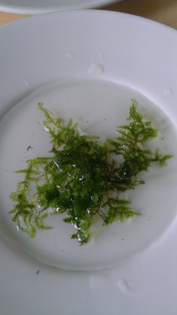 Mystery Moss Sampler.jpg