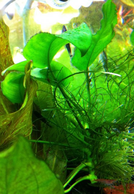 Anubias Barteri.jpg