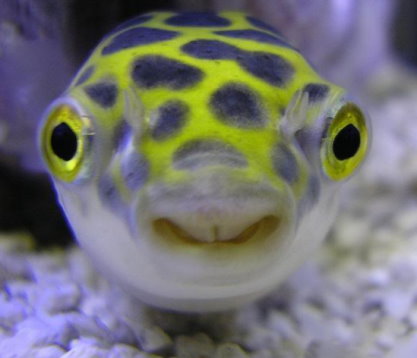 puffer1.jpg