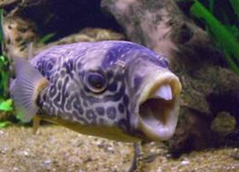 puffer2.jpg