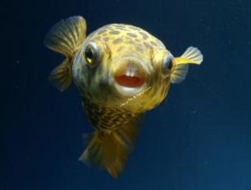 puffer3.jpg
