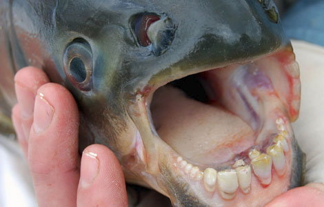 pacuteeth.jpg