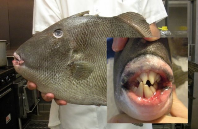 triggerteeth.jpg