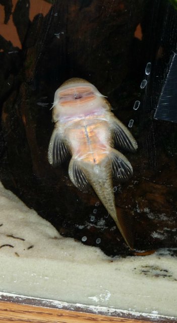 boris1.jpg boris1.jpg