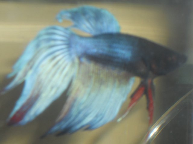 DSCN0145.JPG