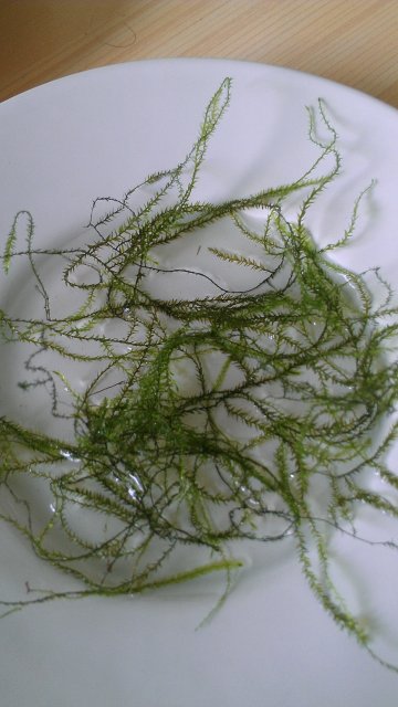 Willow Moss.jpg