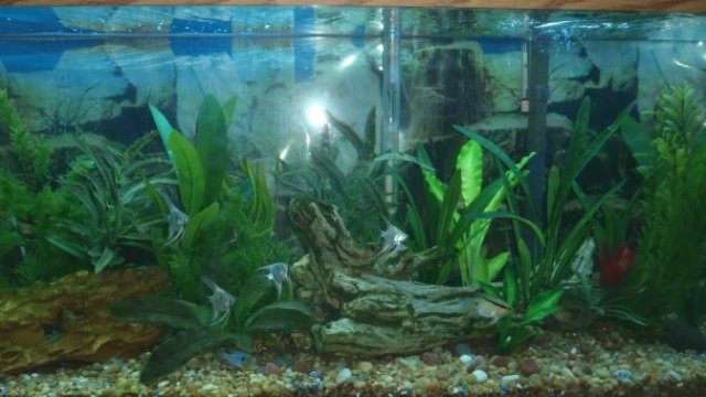 silkplants.jpg
