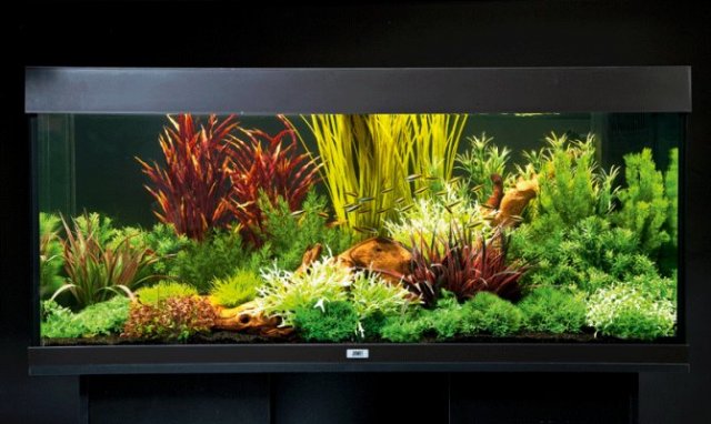 plastic plants.jpg