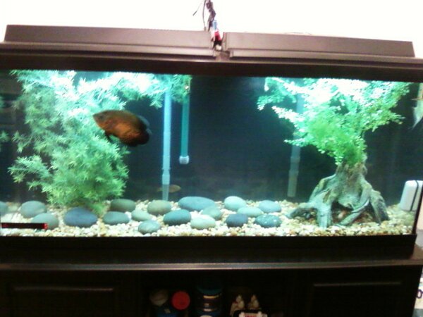cichlid after.jpg