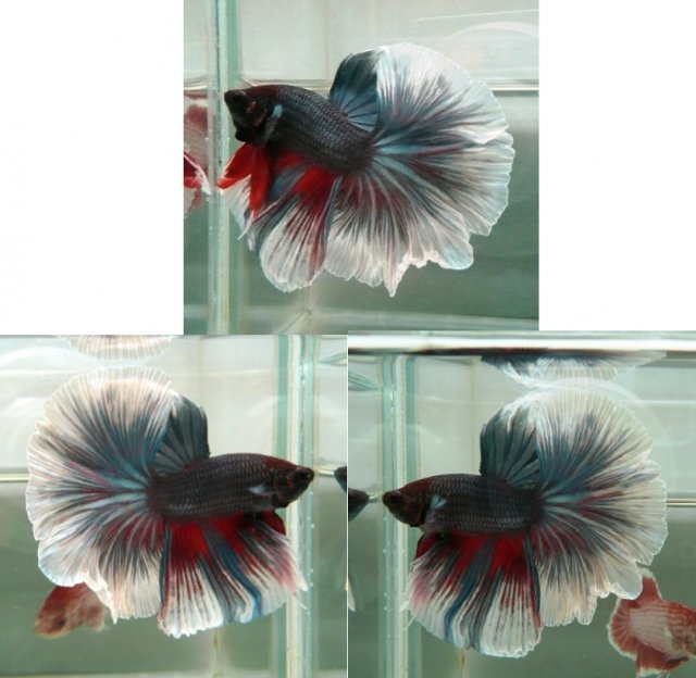 Salmander Betta.jpg