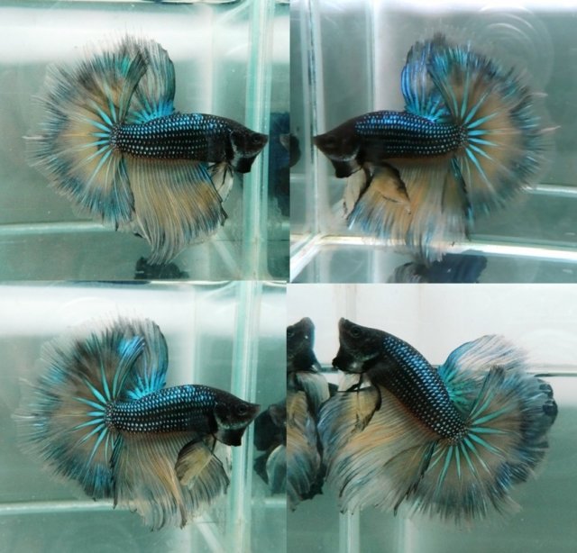 Teal Betta.jpg