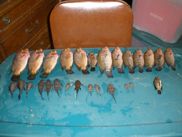 1-30-12 fish loss 00000.JPG