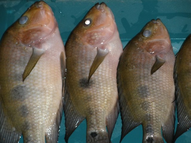 1-30-12 fish loss 00003.JPG