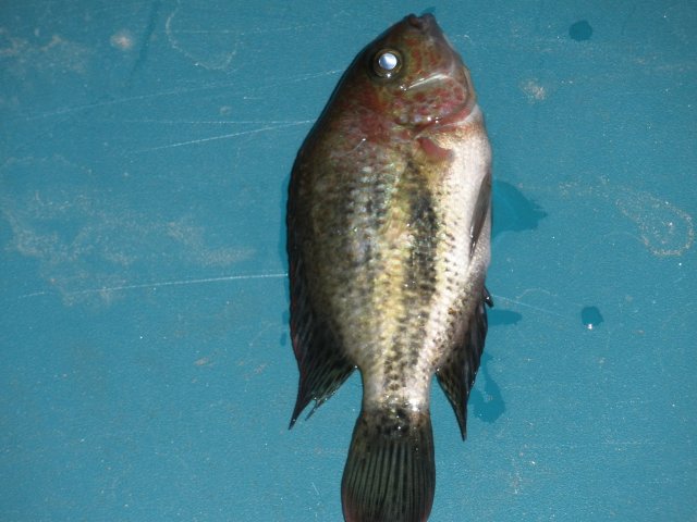 1-30-12 fish loss 00005.JPG