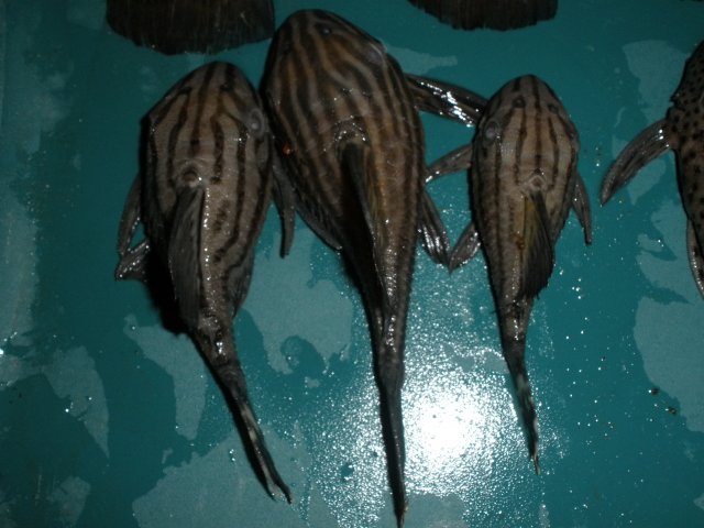 1-30-12 fish loss 00006.JPG