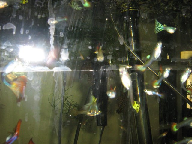 fish 033.JPG