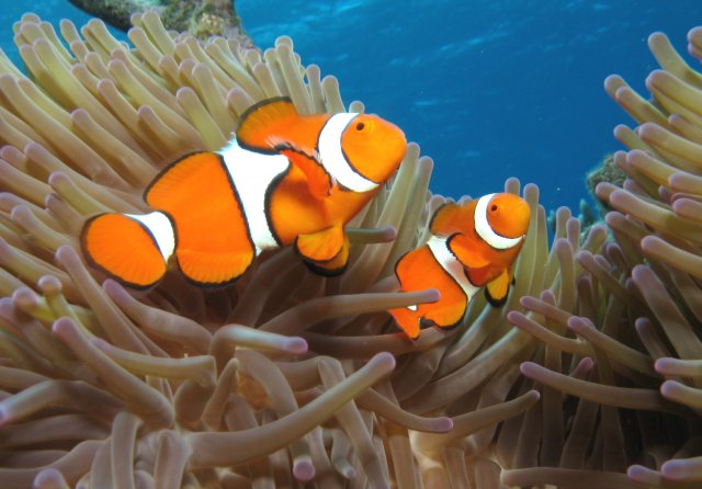 04-clownfish07.jpg