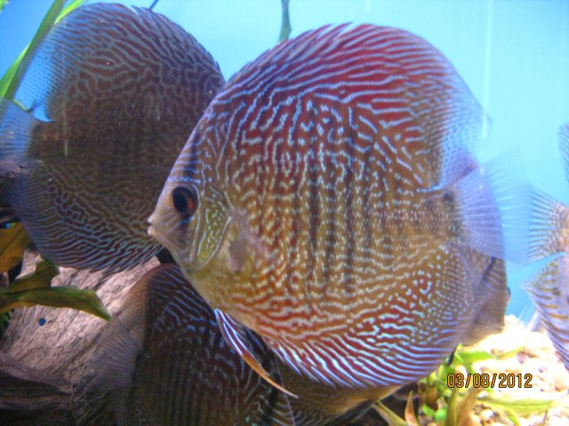 discus 334.jpg