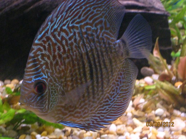 discus 276.jpg