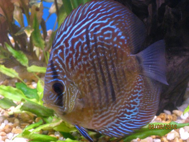 discus 258.jpg