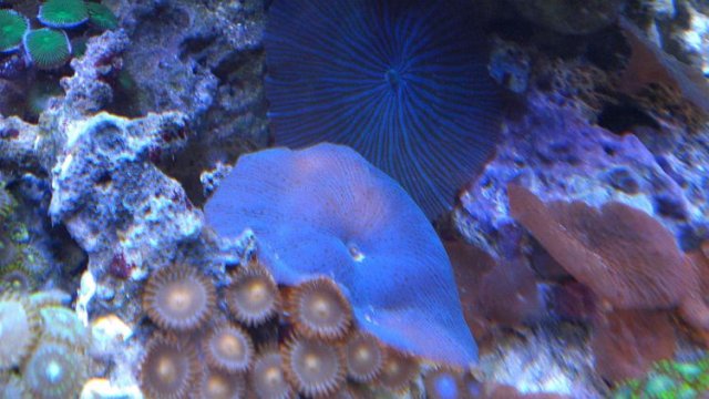 blueshrooms.jpg