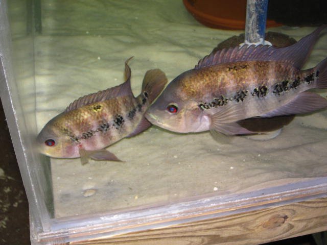 Lyonsi Pair.JPG