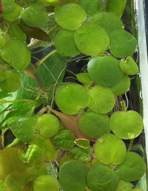 Floating Plant.jpg