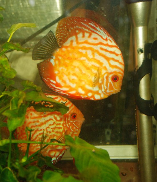 discus spawn.jpg