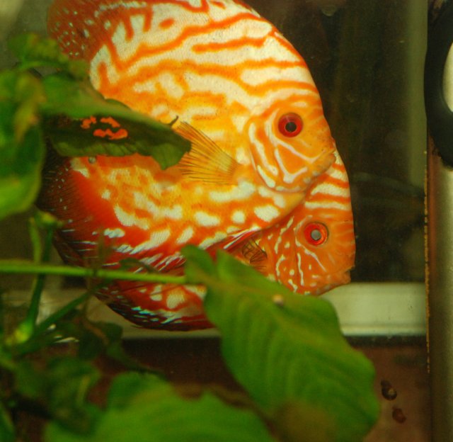 discus with eggs.jpg
