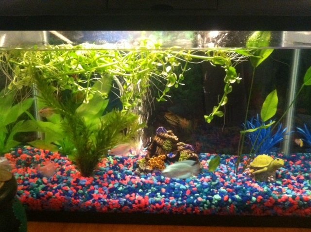 photo.jpgfish1.jpg